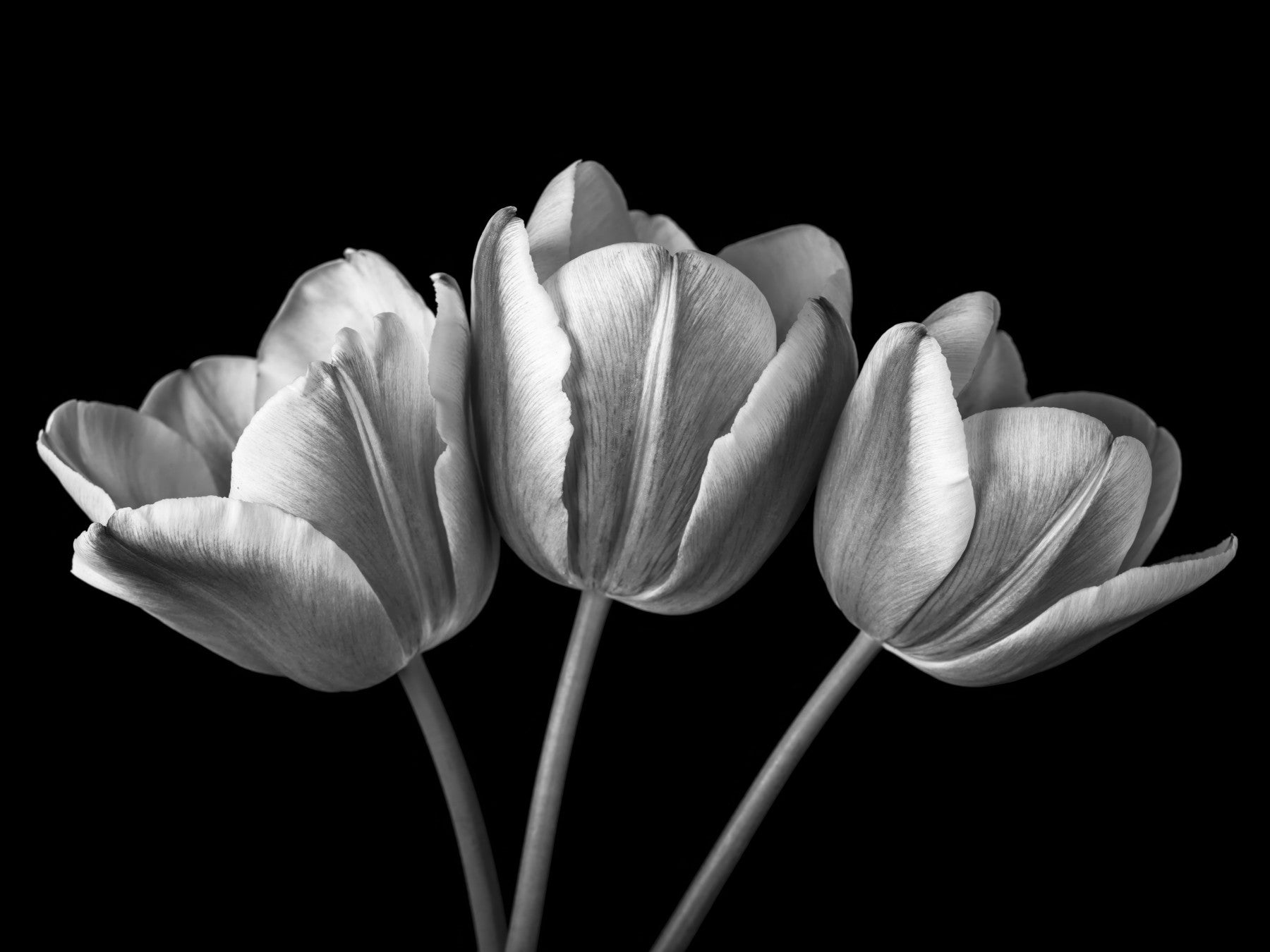 Elegant Tulip Shadows Wall Mural