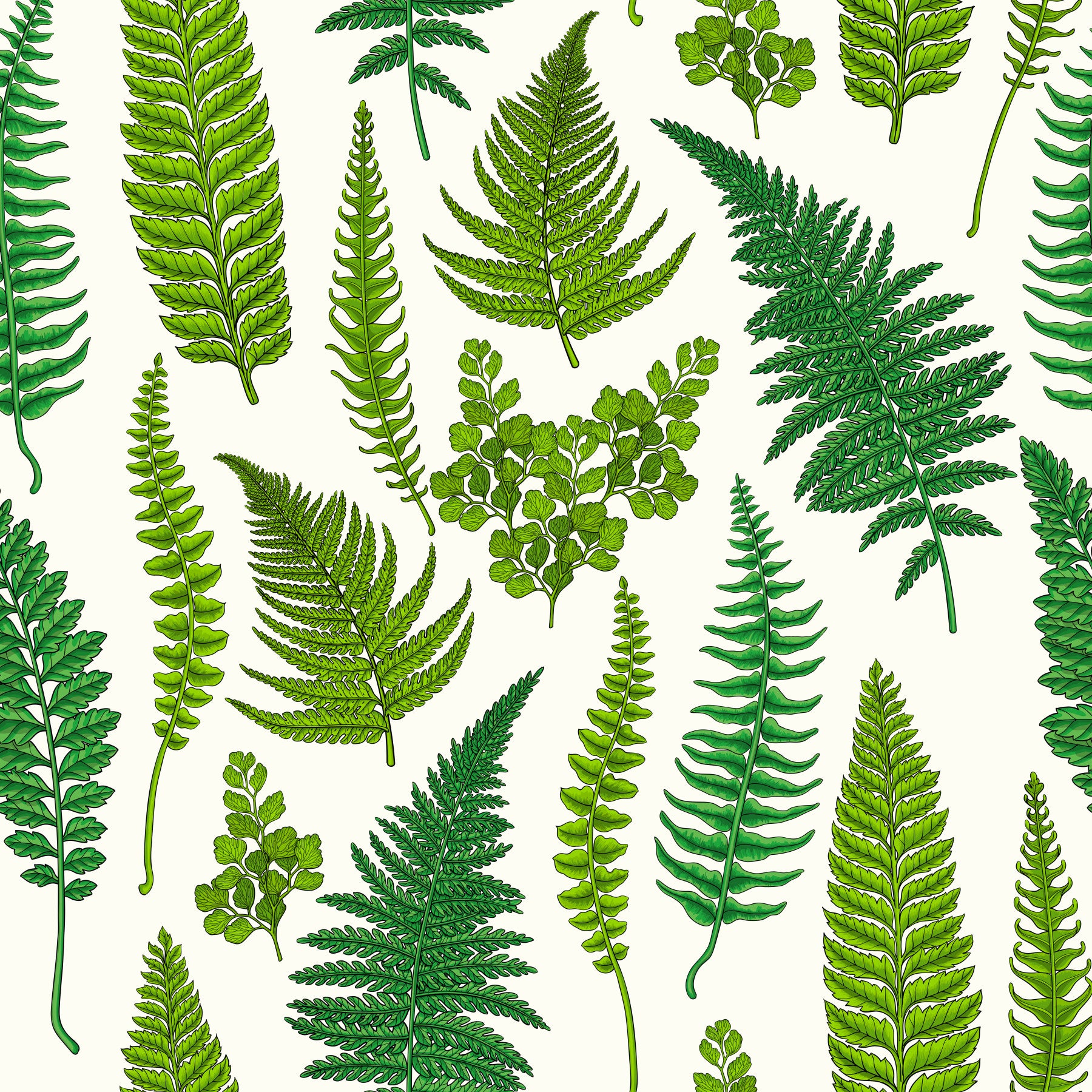 Ferns on natural white Wallpaper⁠