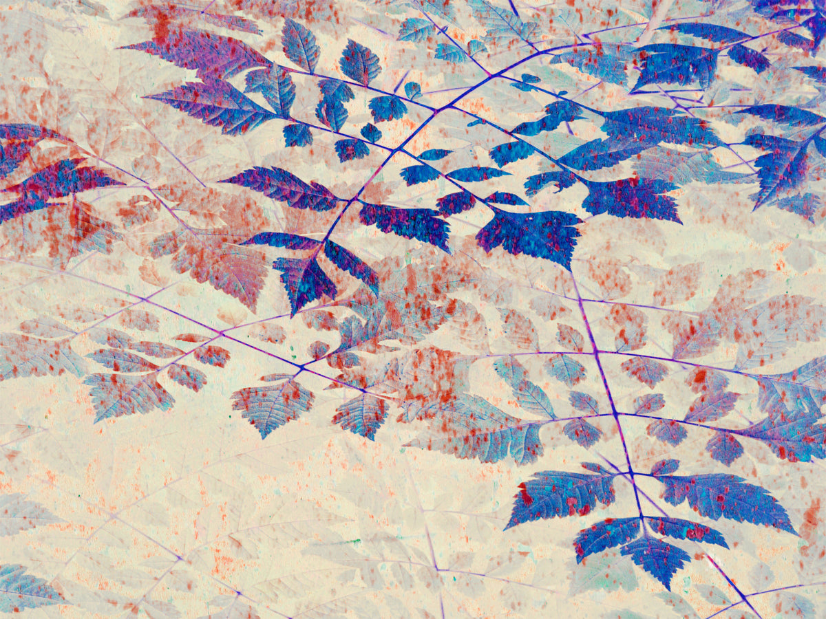Indigo Foliage Wall Mural in your room — zoomed