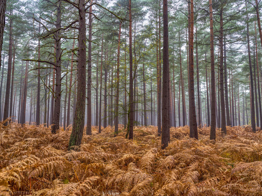 Pine Woods & Ember Ferns Wall Mural