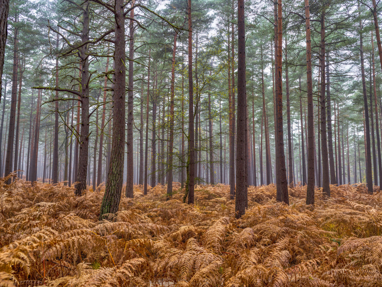 Pine Woods & Ember Ferns Wall Mural