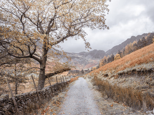Golden Valley Trail Wall Mural