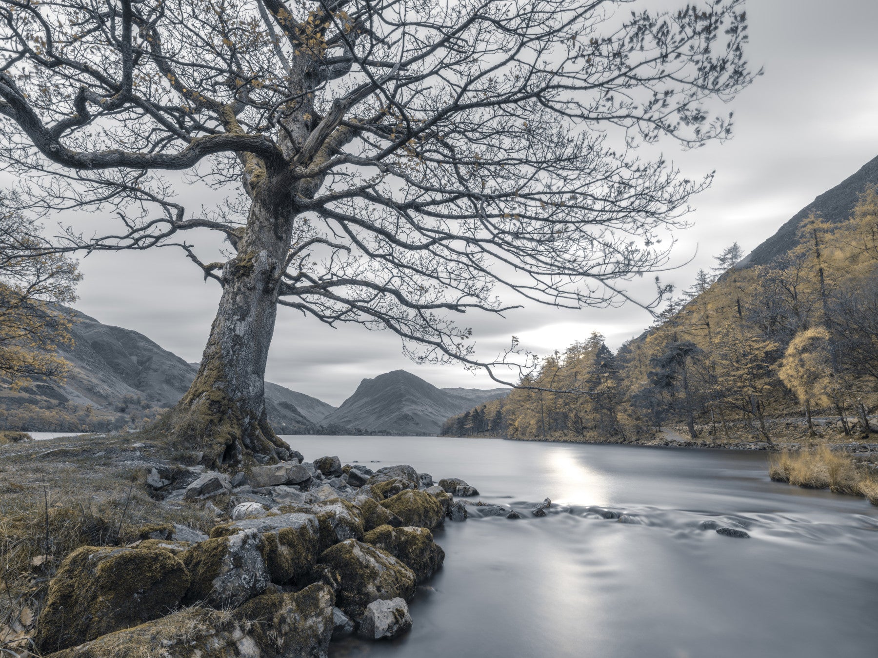 Ancient Oak, Silent Waters Wall Mural