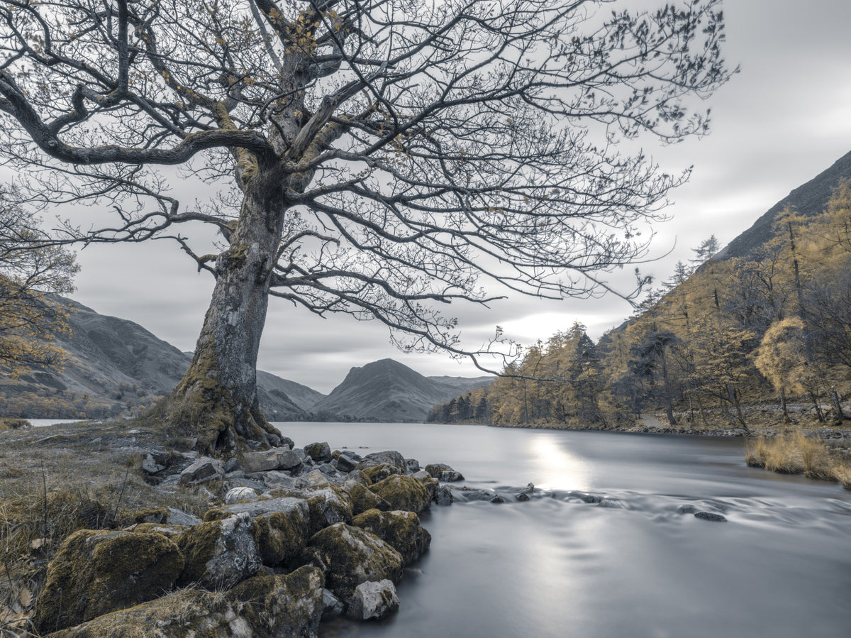 Ancient Oak, Silent Waters Wall Mural in your room — zoomed