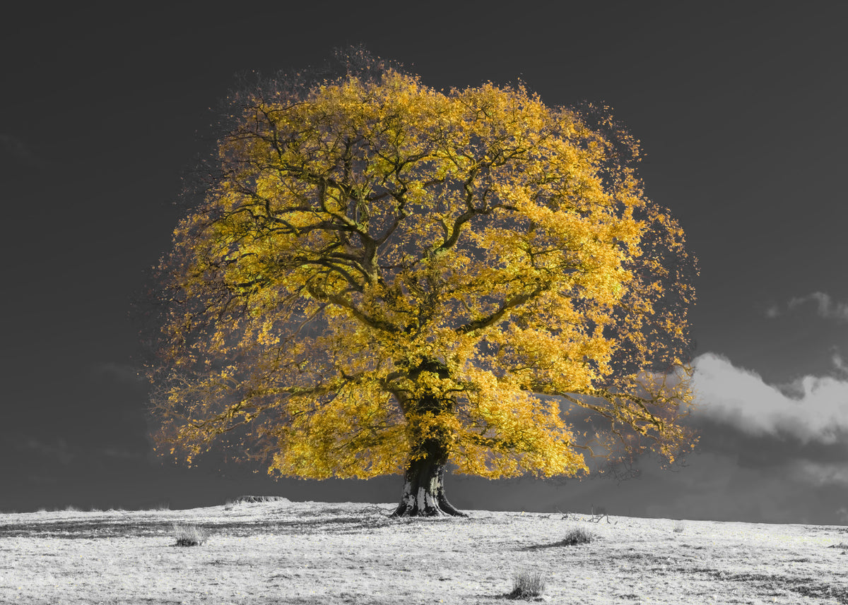 Golden Solitude Wall Mural in your room — zoomed