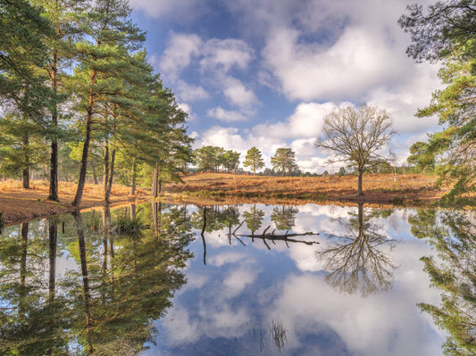 Serene Woodland Reflection Wall Mural