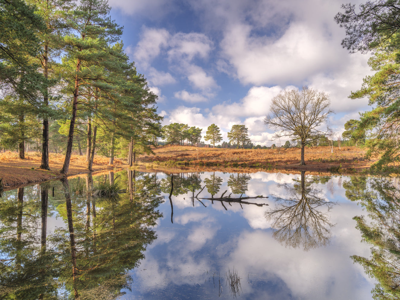 Serene Woodland Reflection Wall Mural