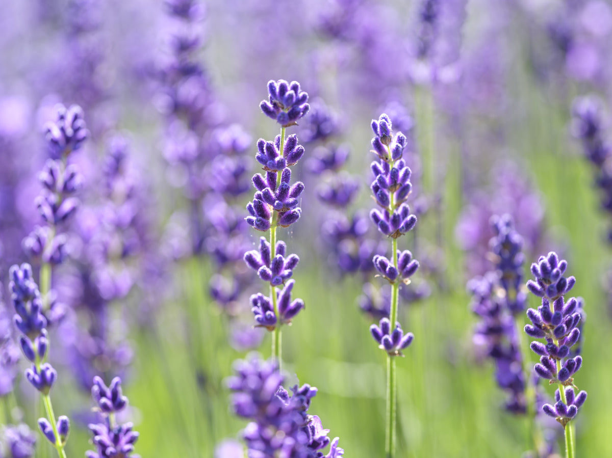 Serene Lavender Blooms Wall Mural in your room — zoomed