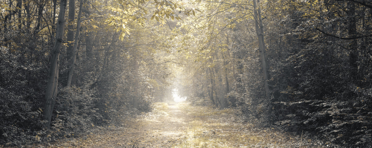 Forest Glow Pathway Wall Mural