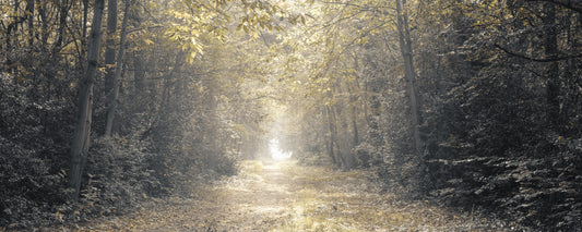 Forest Glow Pathway Wall Mural