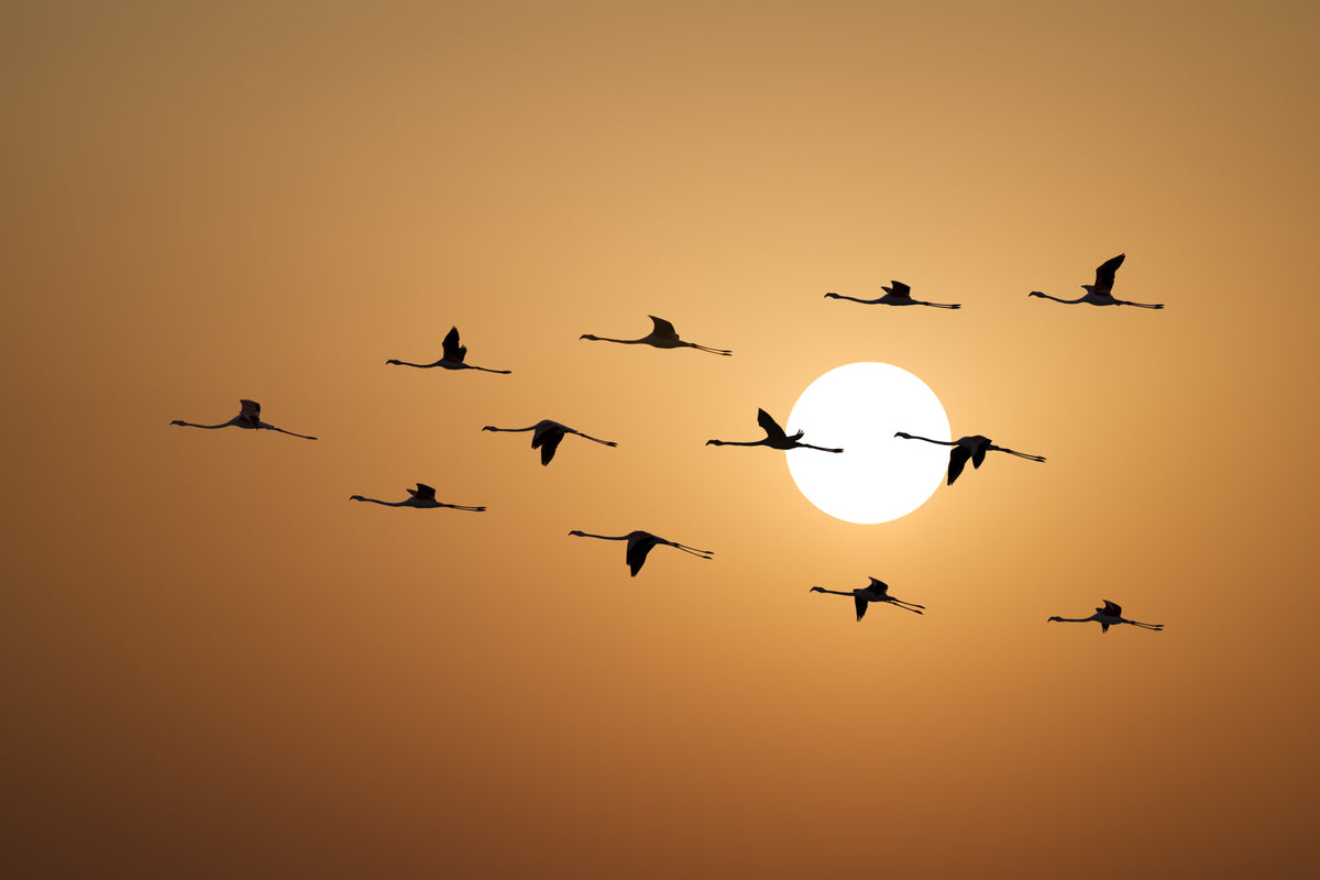 Golden Horizon Flock Wall Mural in your room — zoomed
