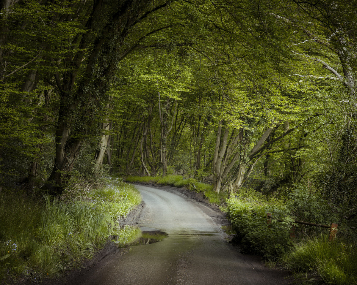 Enchanted Forest Pathway Wall Mural in your room — zoomed