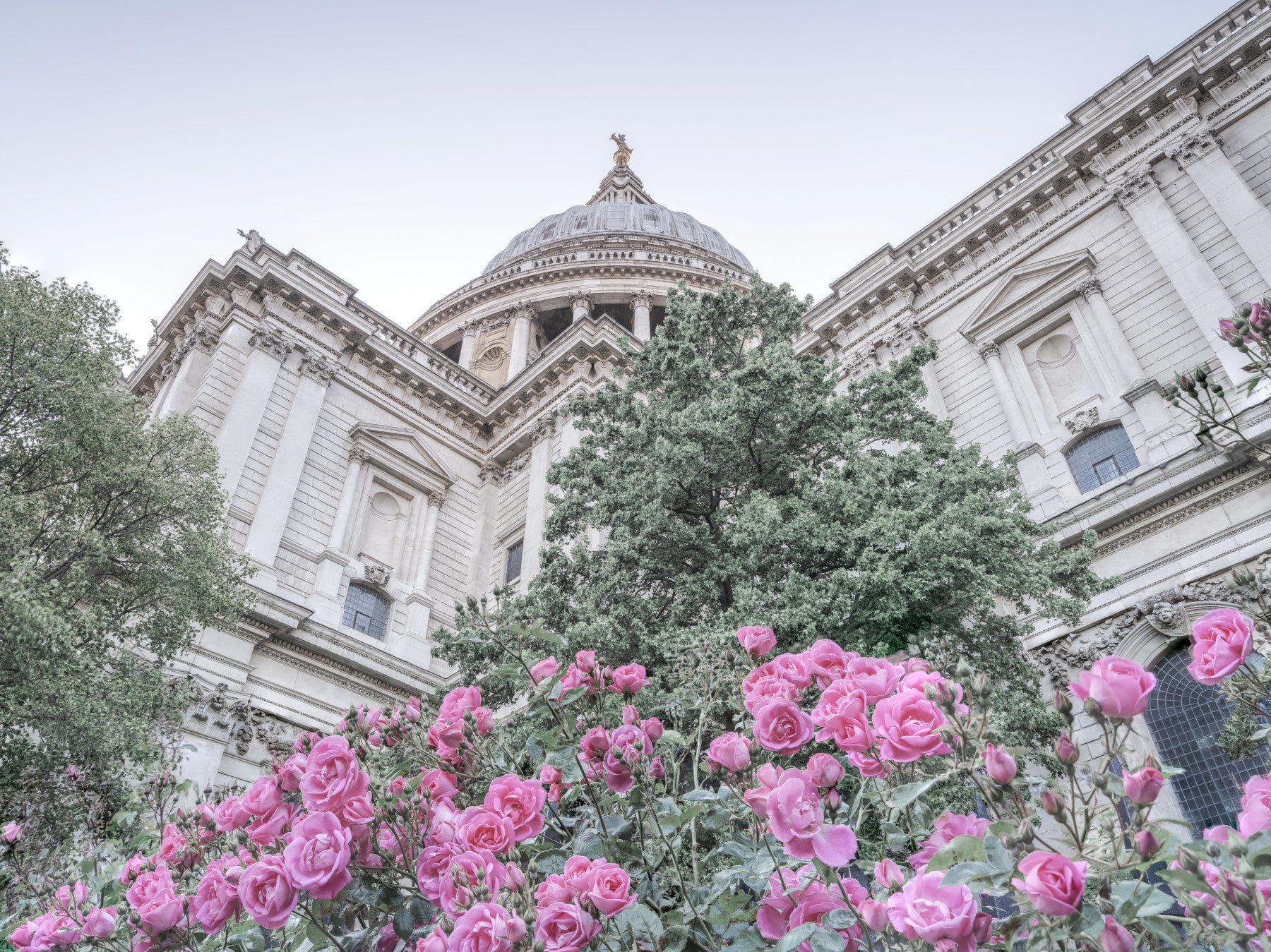 St. Paul's Rose Garden Vista Wall Mural