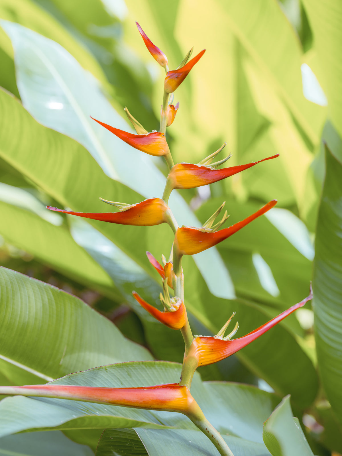 Heliconia's Fiery Bloom Wall Mural