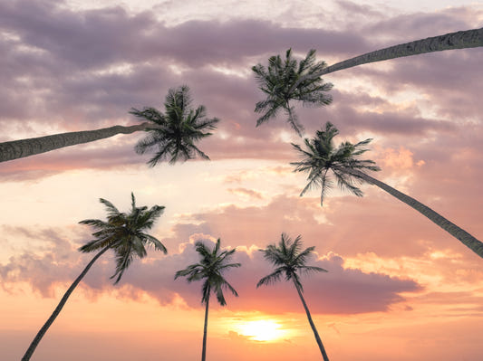Sunset Palm Canopy Wall Mural