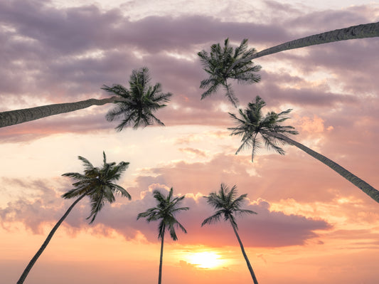 Sunset Palm Canopy Wall Mural