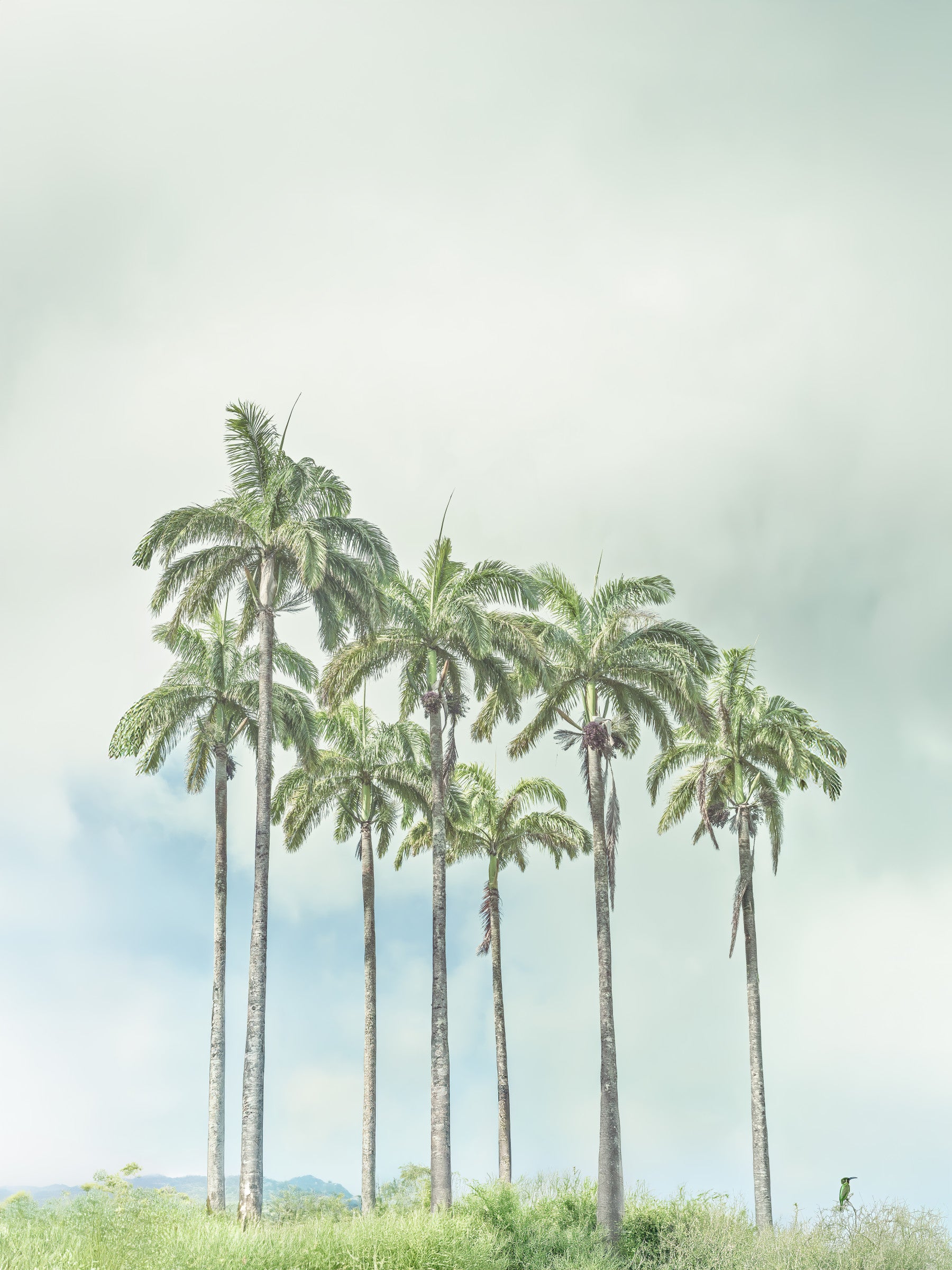 Serene Palm Horizon Wall Mural