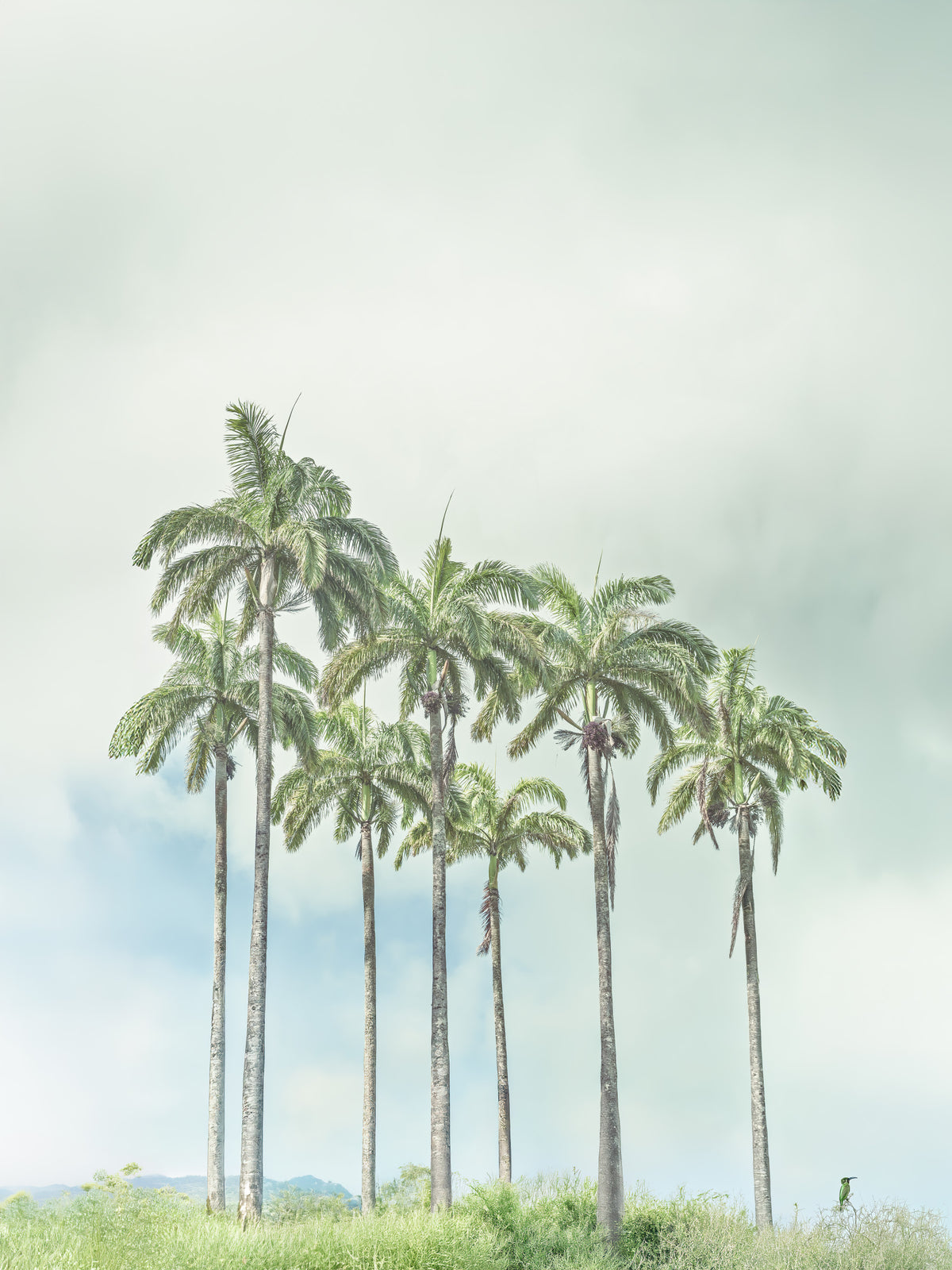 Serene Palm Horizon Wall Mural in your room — zoomed