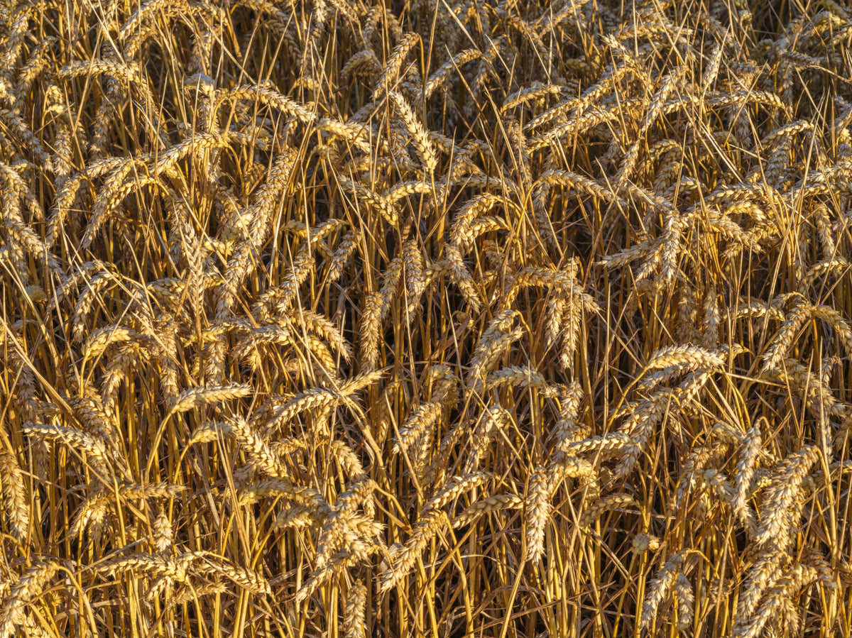 Golden Harvest Field Wall Mural