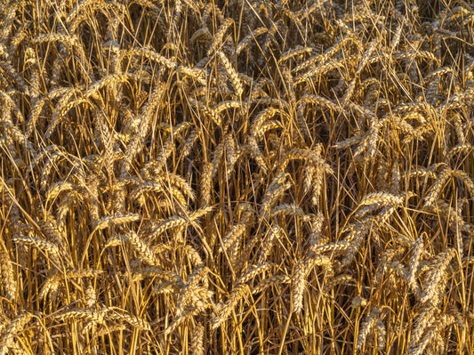 Golden Harvest Field Wall Mural