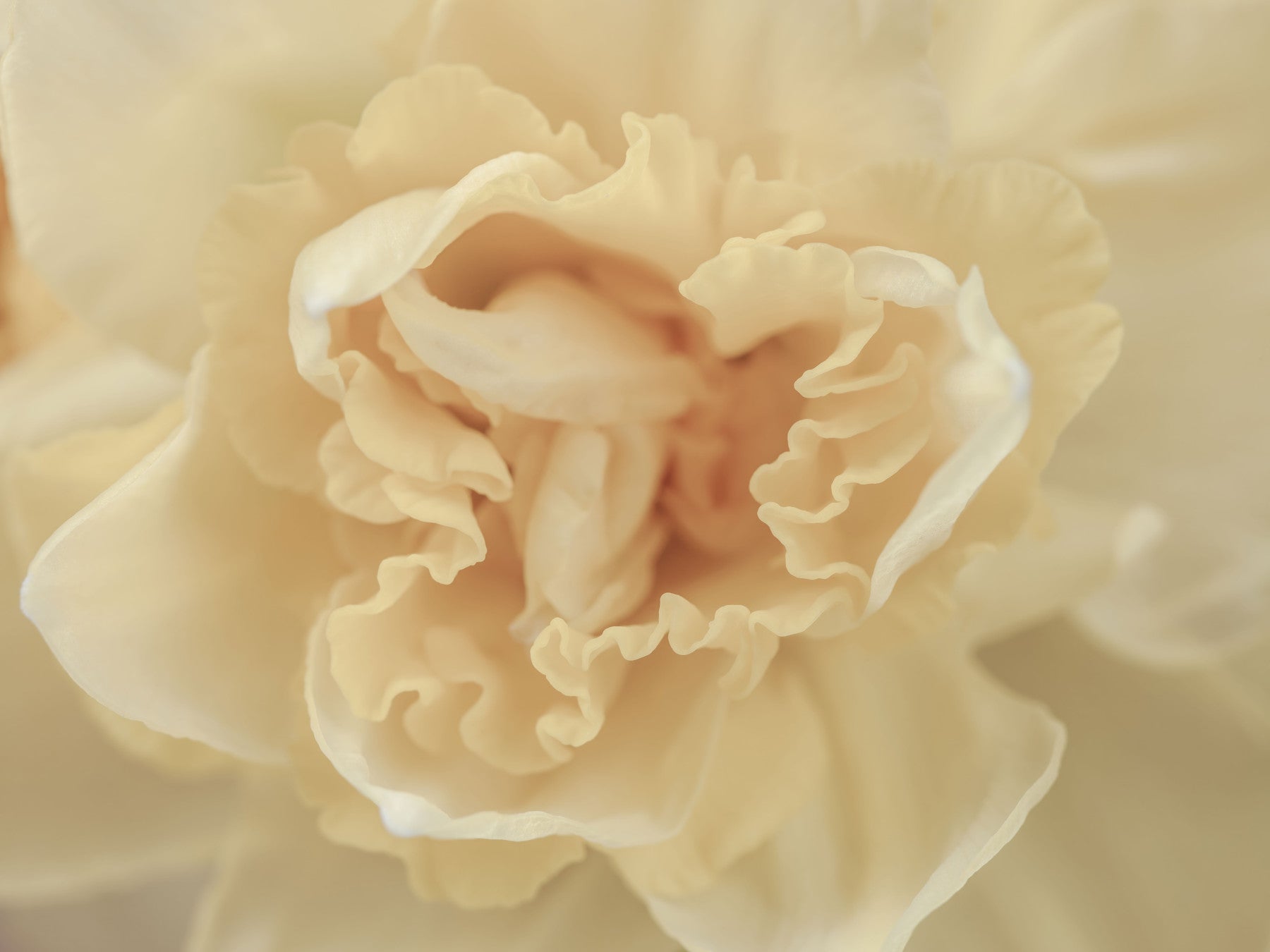 Soft Peach Ruffled Blooms Wall Mural