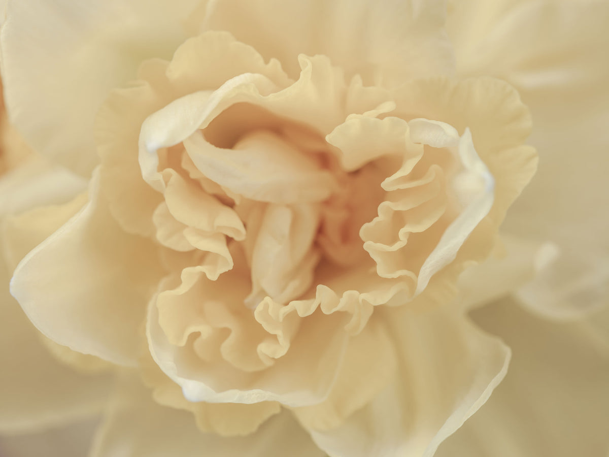 Soft Peach Ruffled Blooms Wall Mural in your room — zoomed