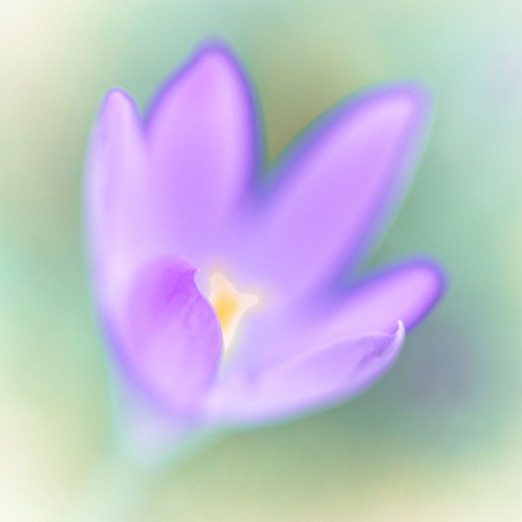 Ethereal Lavender Bloom Wall Mural