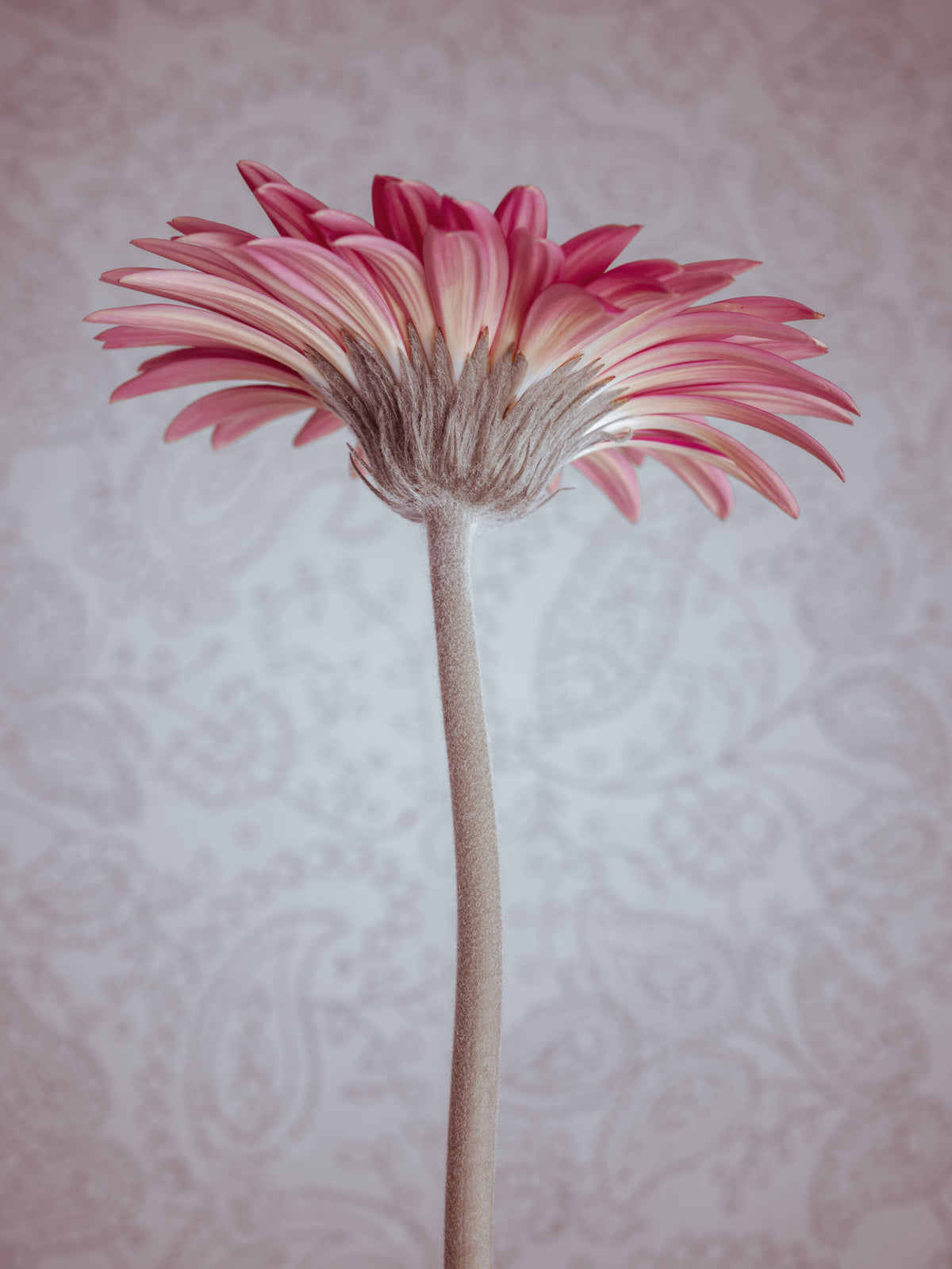Elegant Pink Gerbera Bloom Wallpaper Wall Mural in your room — zoomed