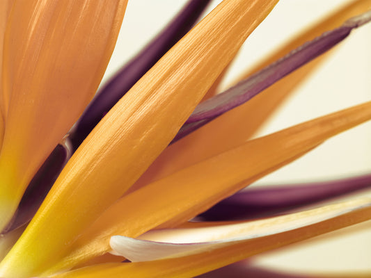 Vibrant Bird of Paradise Botanical Wall Mural Wall Mural