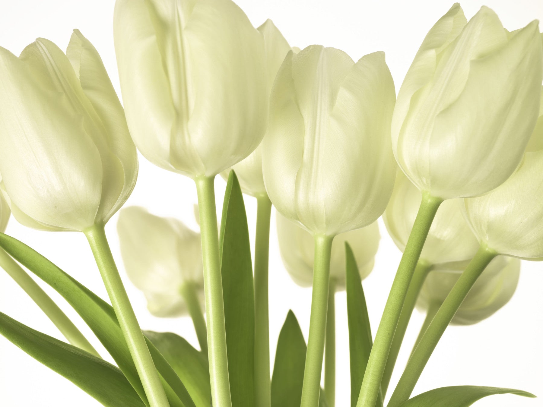 Luminous White Tulips Floral Wall Mural