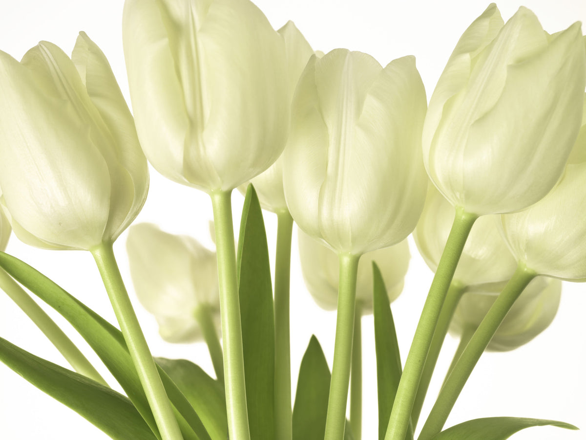 Luminous White Tulips Floral Wall Mural in your room — zoomed