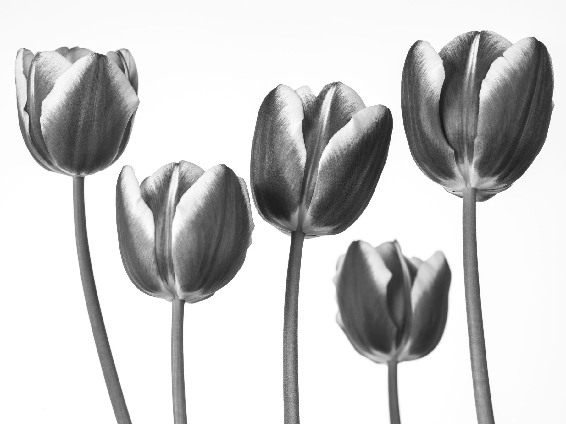 Elegant Monochrome Tulips Wall Mural