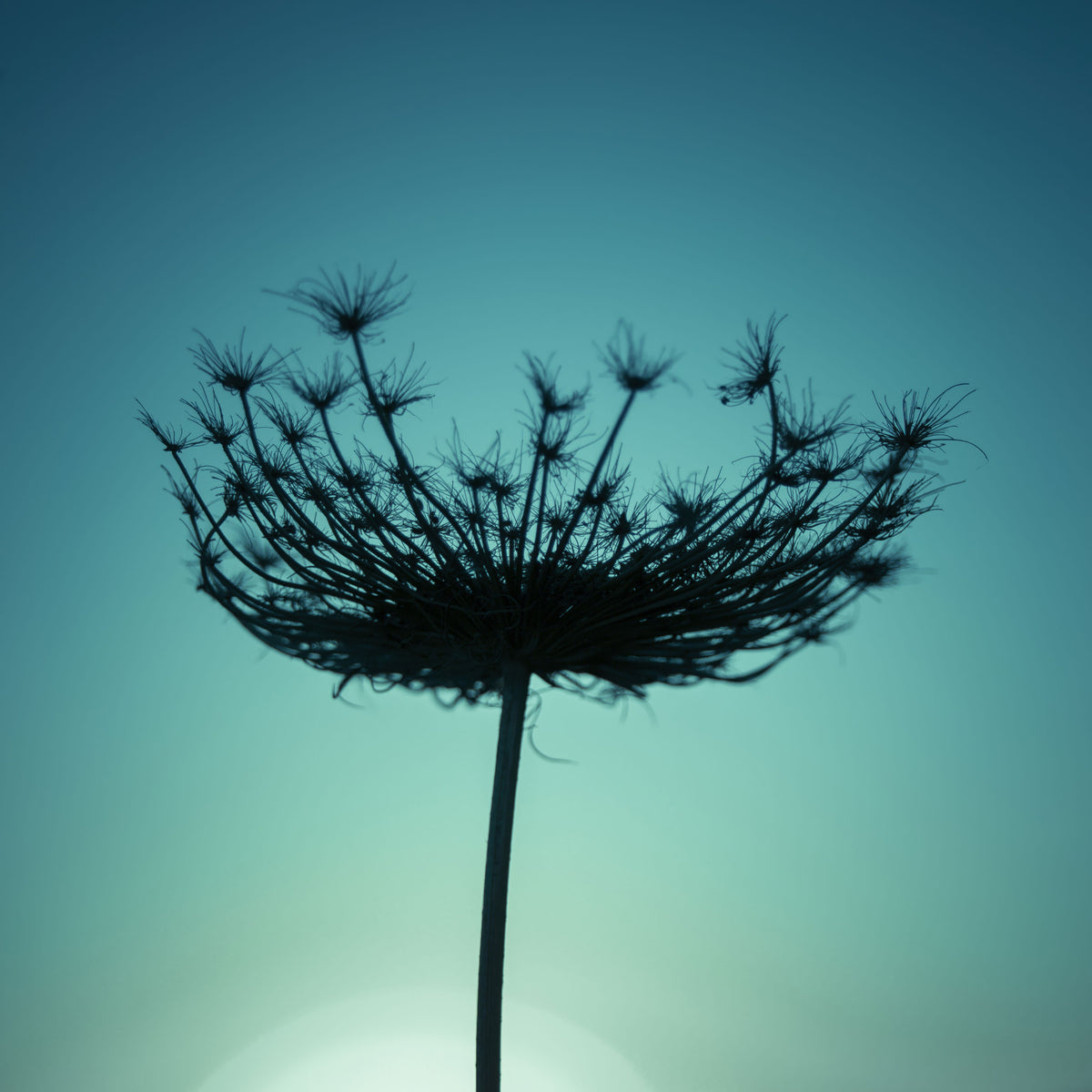 Teal Wildflower Silhouette Wall Mural in your room — zoomed