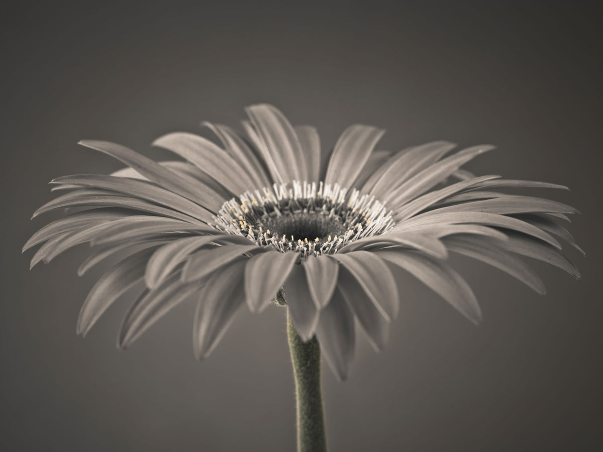 Serene Sepia Gerbera Daisy Macro Wall Mural in your room — zoomed