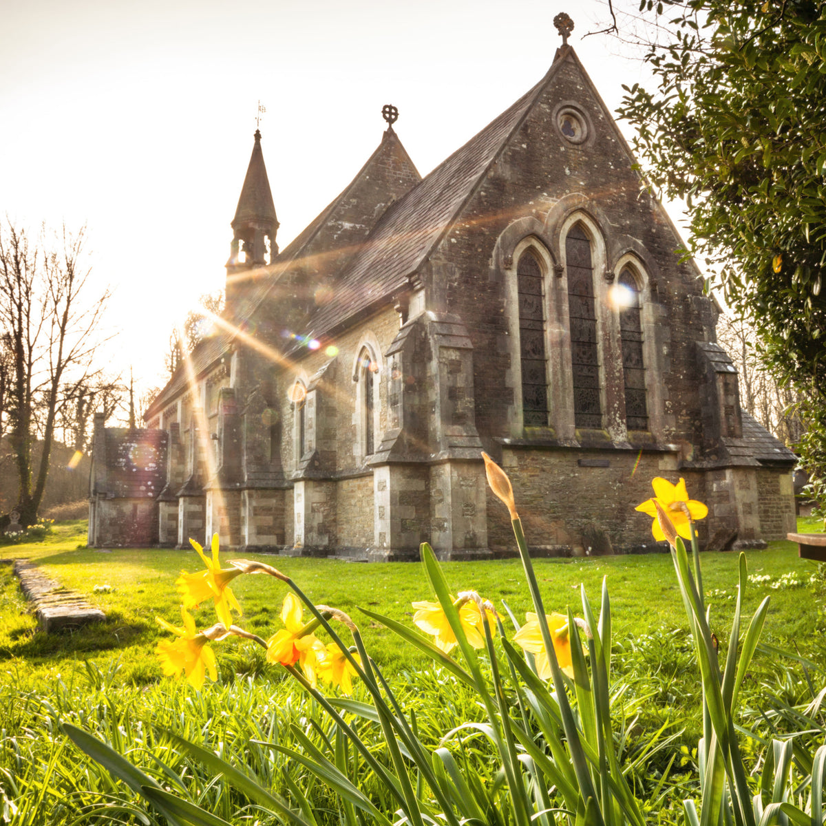 Sunlit Country Church with Spring Daffodils Wall Mural in your room — zoomed