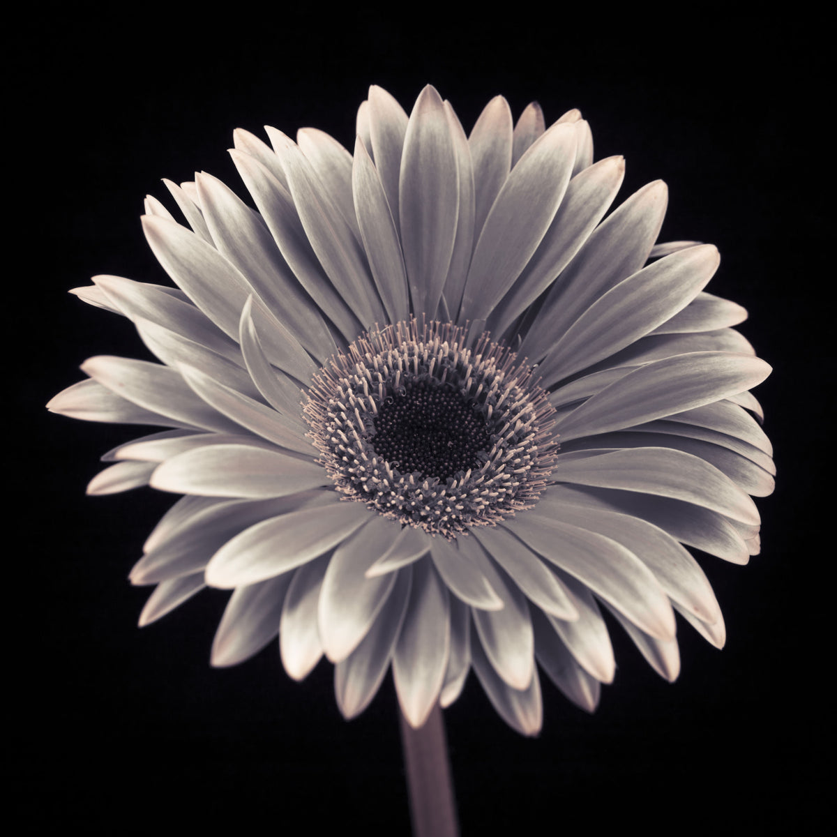 Petals of the Midnight Gerbera Wall Mural