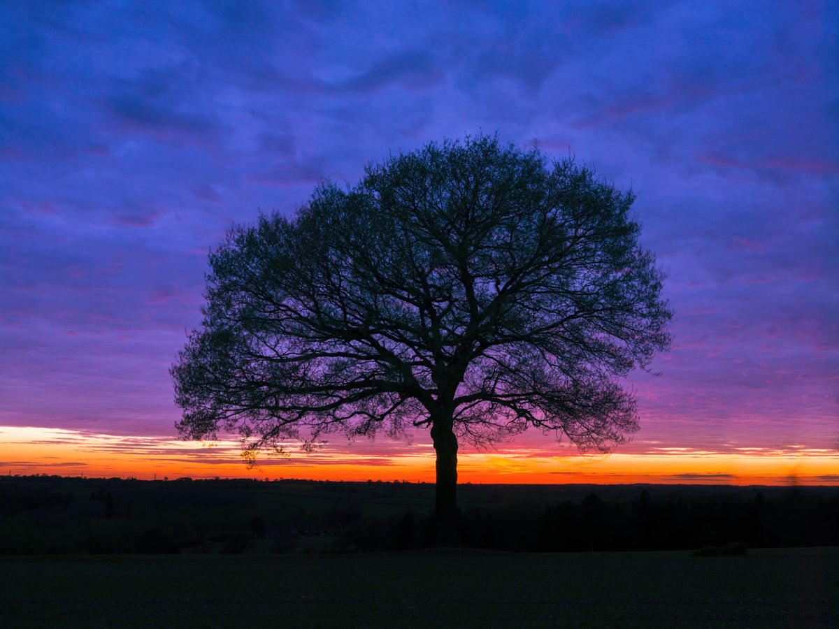 Solitary Oak at Twilight Wall Mural in your room — zoomed