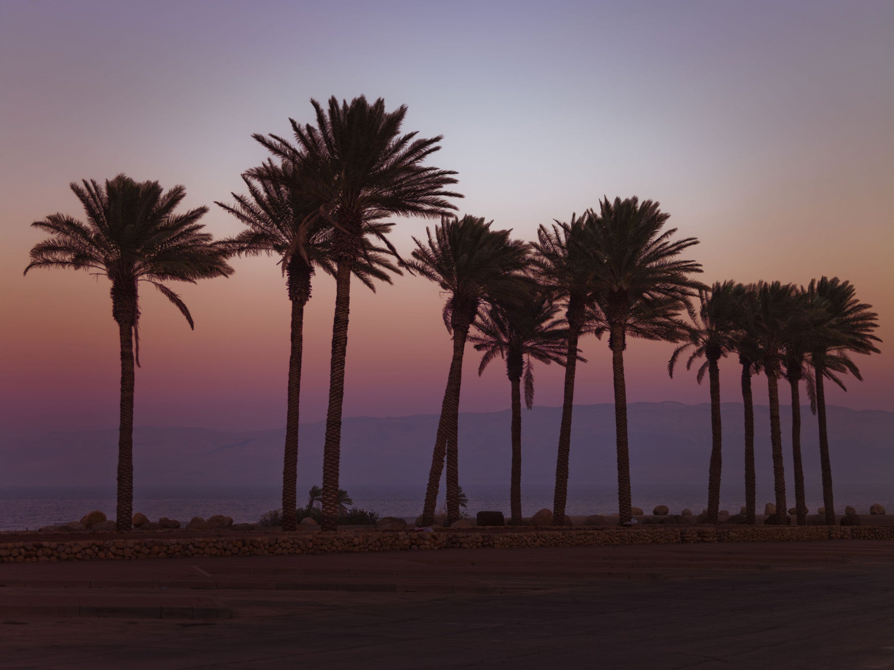 Dusk Palm Silhouettes Over Twilight Sea Wall Mural