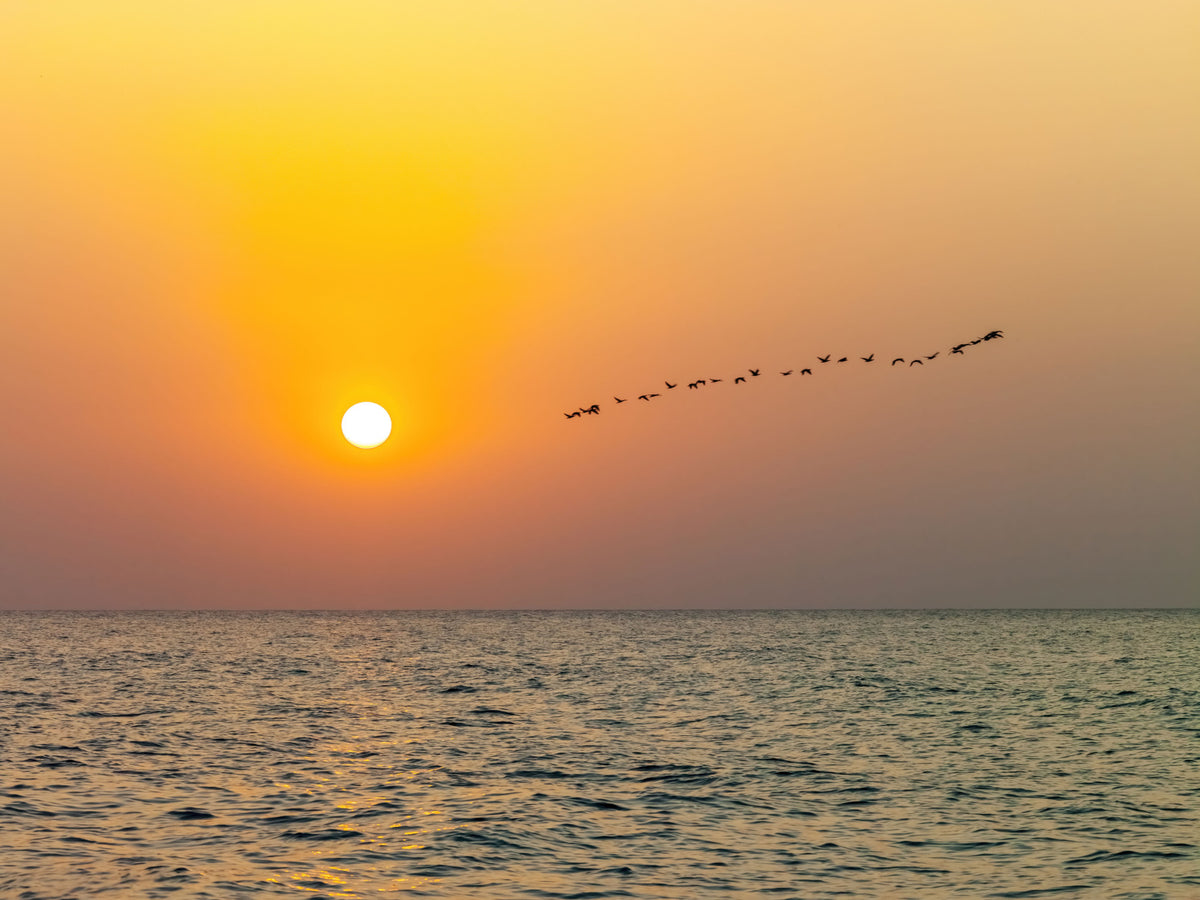 Golden Sea Horizon and Migrating Birds Wall Mural