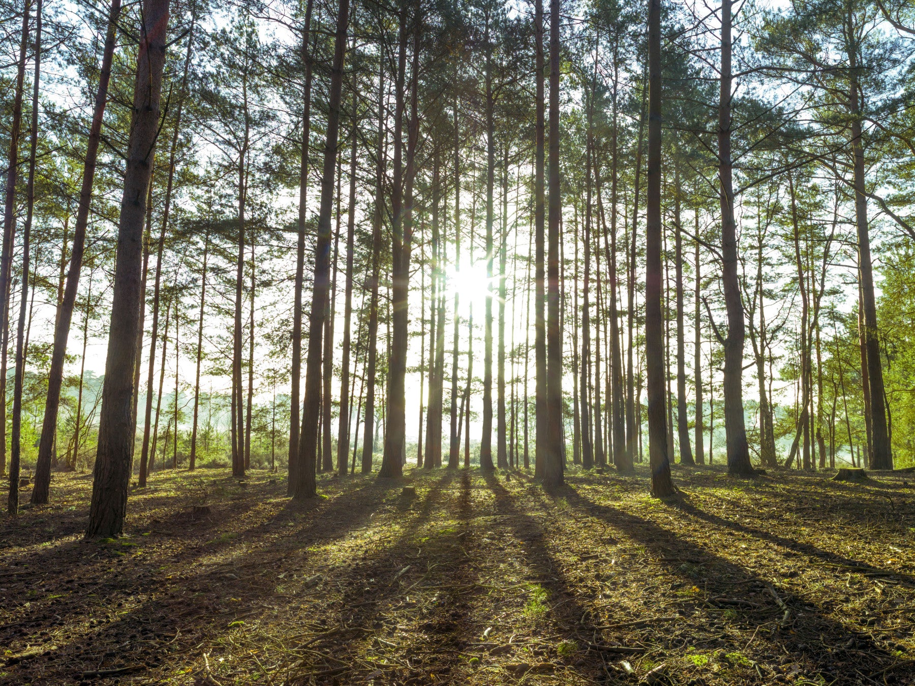 Sunlit Pine Forest Morning Wall Mural