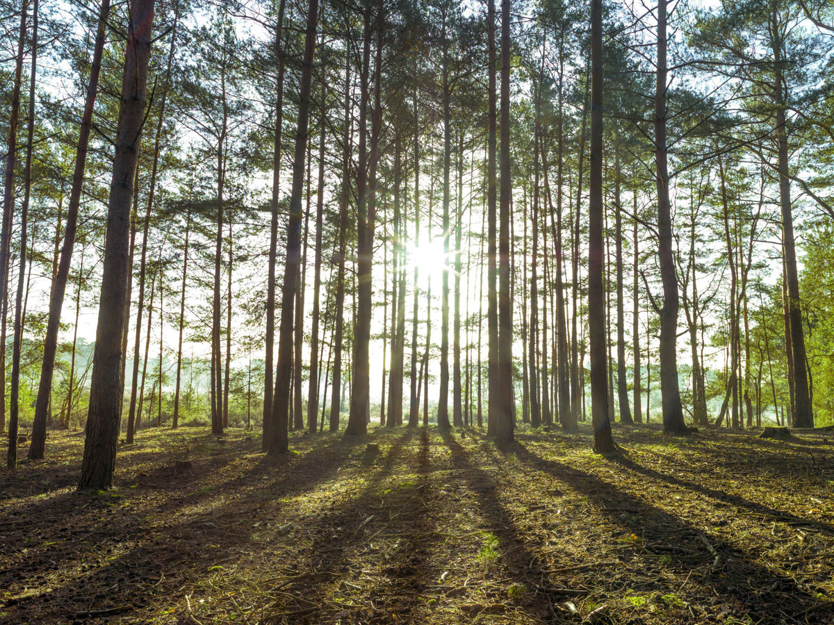 Sunlit Pine Forest Morning Wall Mural in your room — zoomed
