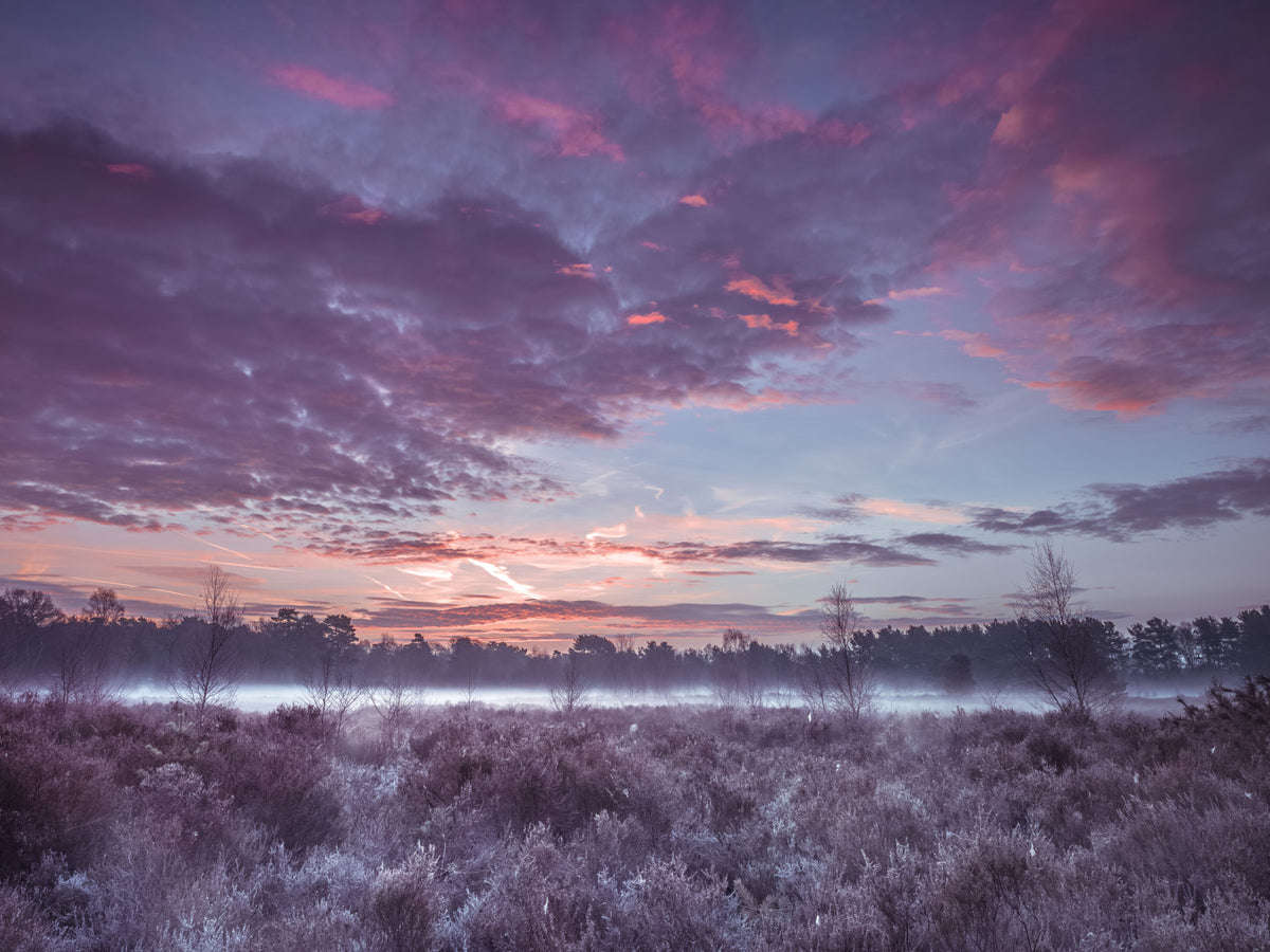 Violet Twilight Frost Meadow Wall Mural in your room — zoomed