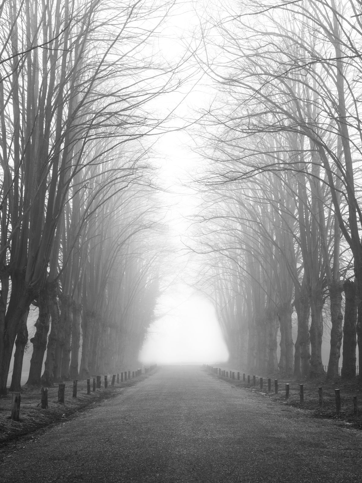 Winter Path of Whispering Trees Wall Mural in your room — zoomed