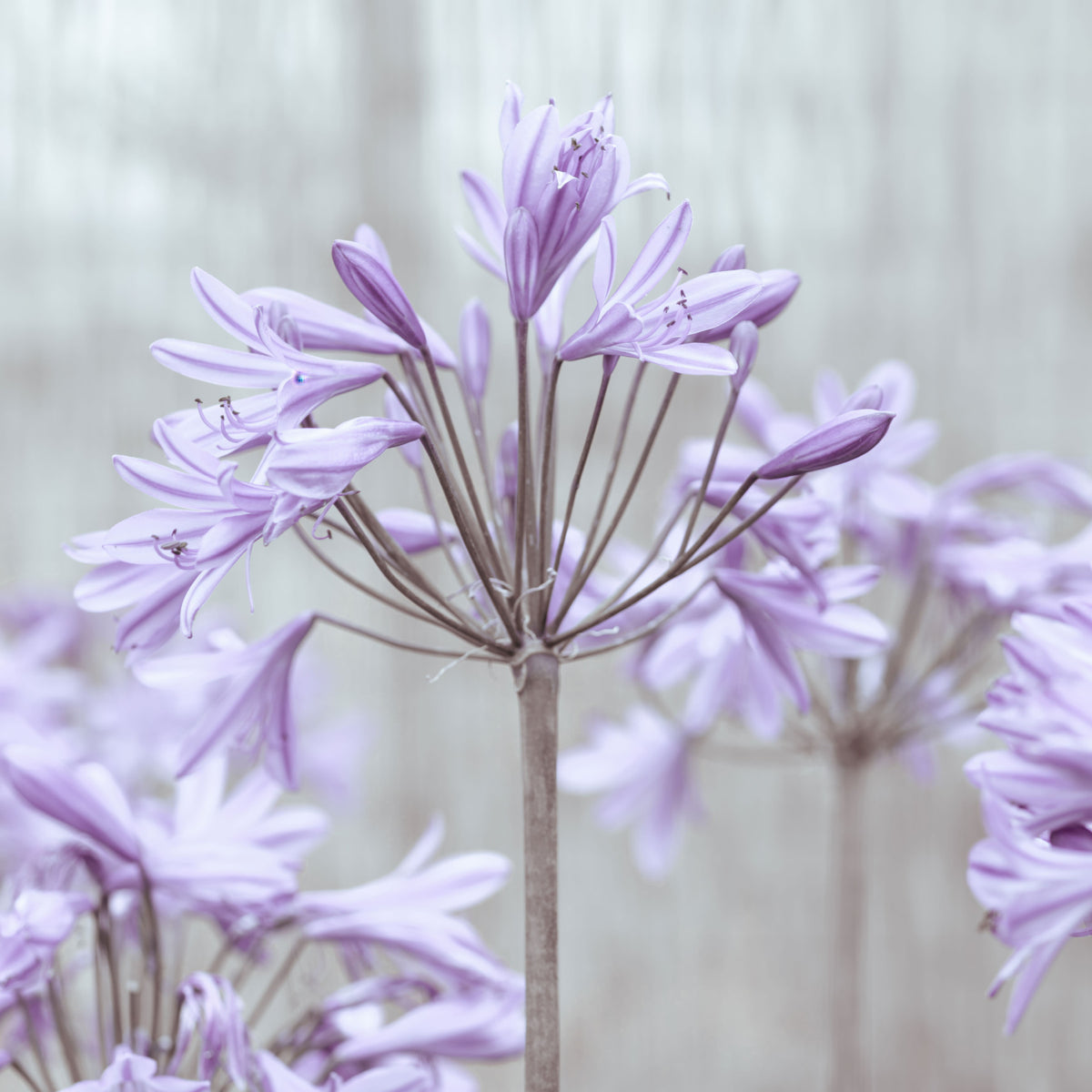 Serene Lilac Agapanthus Blossoms Wall Mural in your room — zoomed