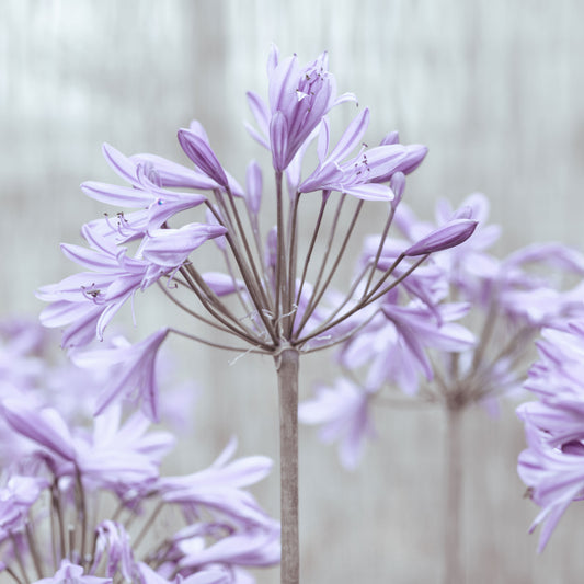 Serene Lilac Agapanthus Blossoms Wall Mural