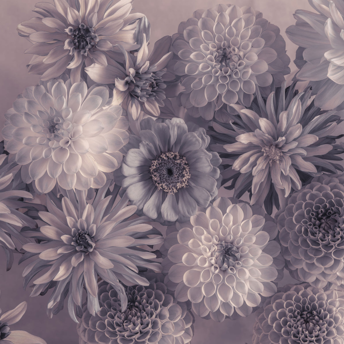 Smoky Lavender Botanical Bouquet Wall Mural in your room — zoomed