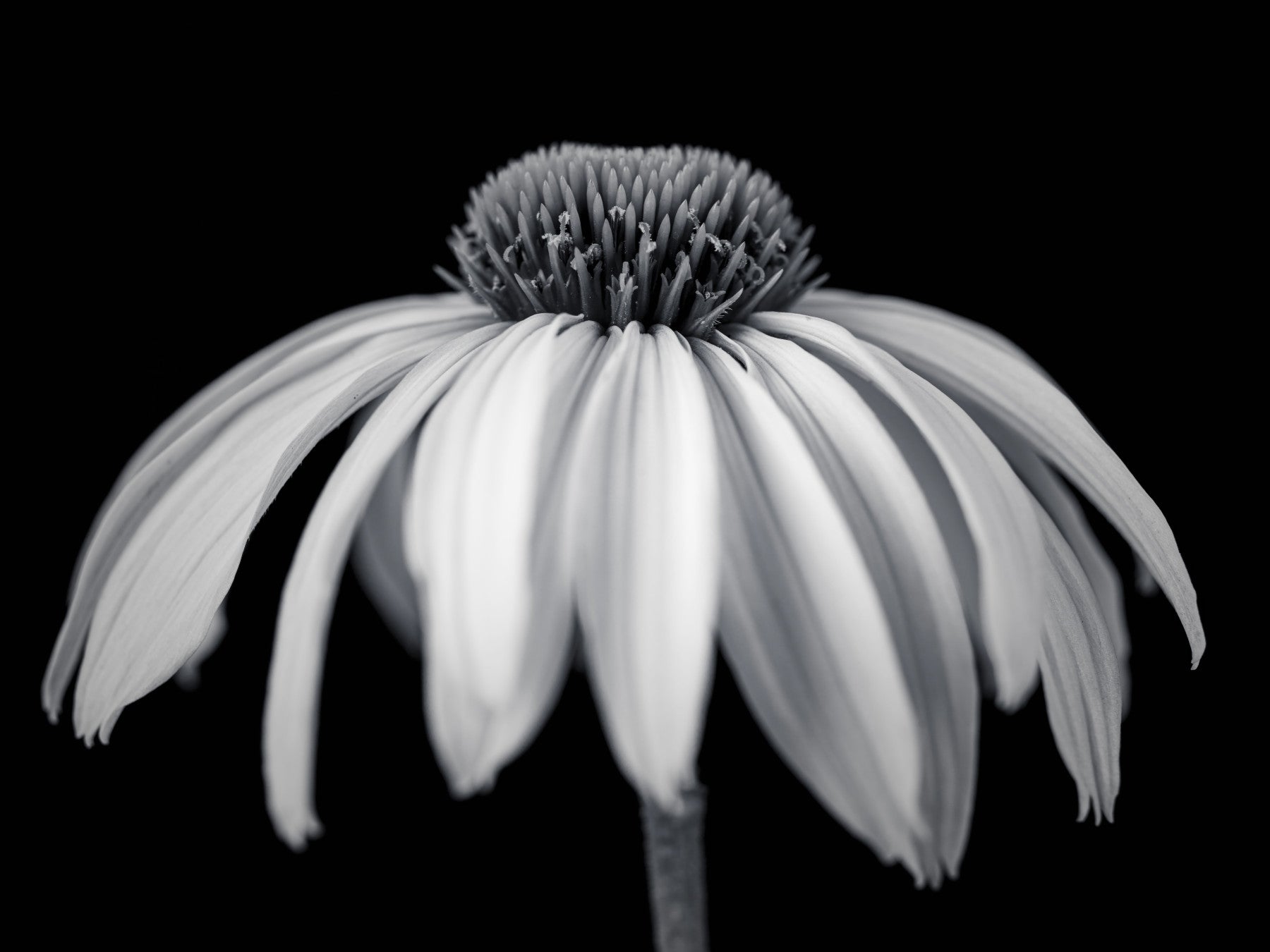 Monochrome Echinacea Bloom Wall Mural