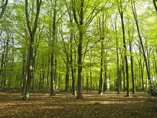 Sunlit Spring Beech Grove Wall Mural