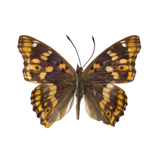 Amber Winged Monarch Wall Mural