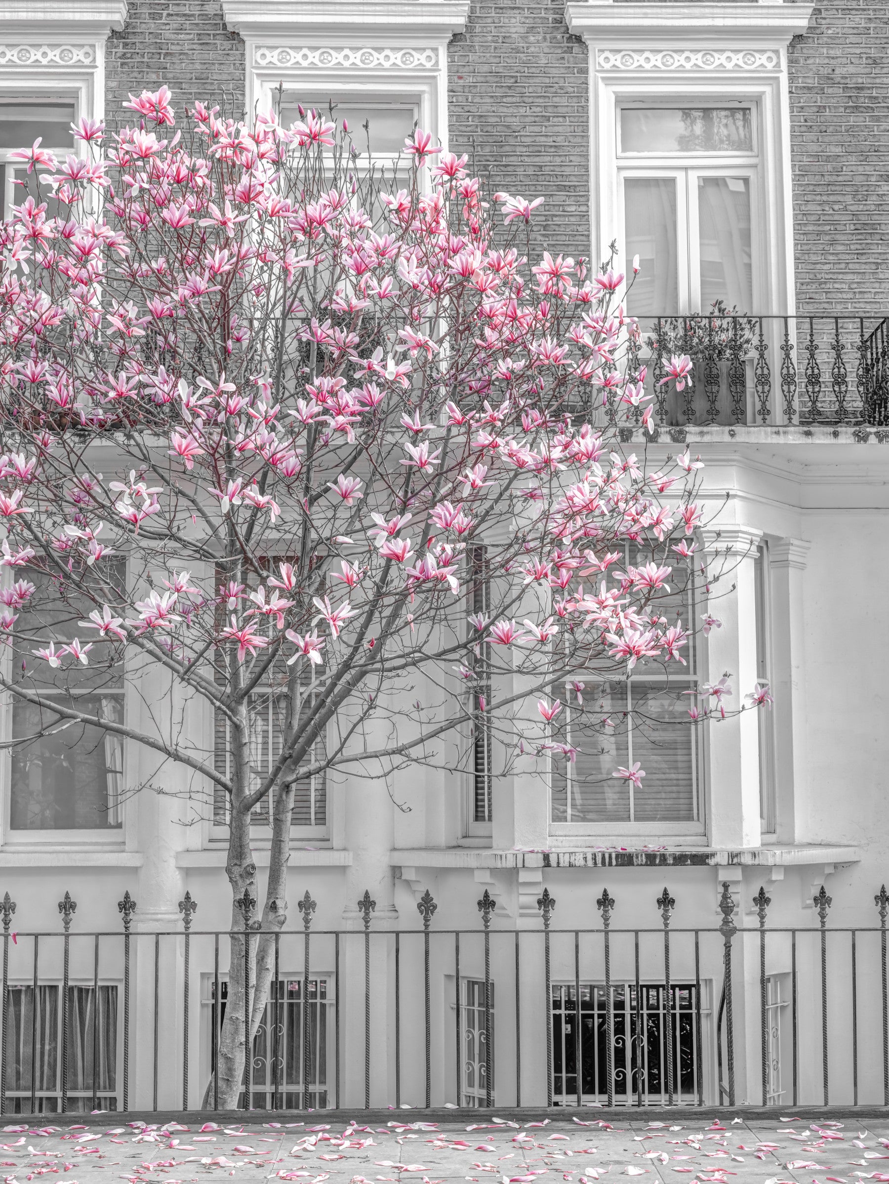 Spring Magnolia Urban Bloom Wall Mural